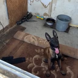 مراد علم دار