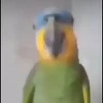 papagaio milk shake de morango 