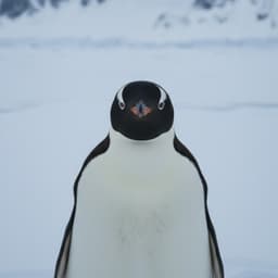 Narrador Pingüino 