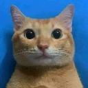 Meow