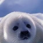 wdwddwdwdwdwd am goon