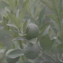 自然/美食宣传片01