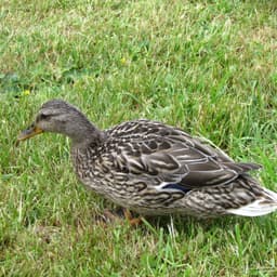 Никита Кологривый