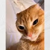 Streamers Content Voice