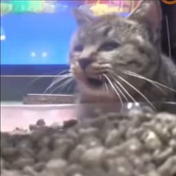 M Rafky Adithya Gunawan