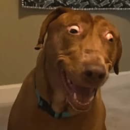 Polish Movie Announcer