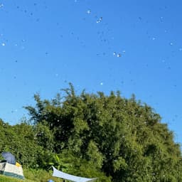 大苗姐~~财富7.0节奏快适合营销