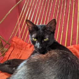 Gilberto do Santo Expedito