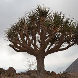 بتهمس