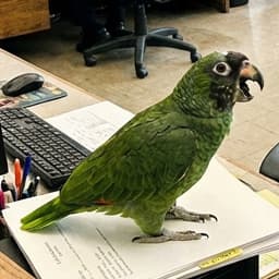 clonación de voz de loro