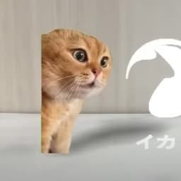 イカク - 猫ミーム