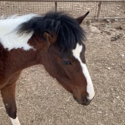 مثنى القحطاني