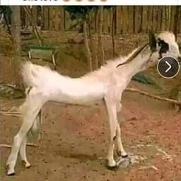 Jason Stephen Jensen 