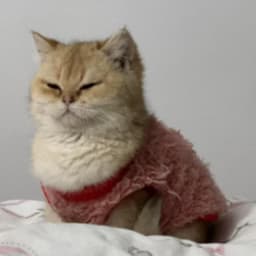 晨沐多品4.21-4.23