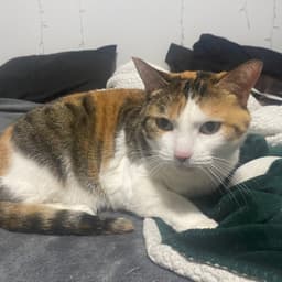 Lizzie the Cat (Beyblade Burst Surge)