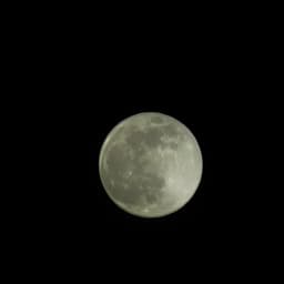 محمد بن الذيب