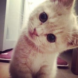 Young Adult Woman (Malay Accent)