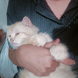 Meow