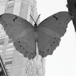 Male  transatlantic  voice