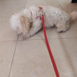 Presentación  sandy lane 