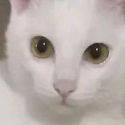 Hi bestie do you have robux