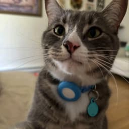 Voz femenina Juego C