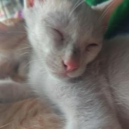 Meow
