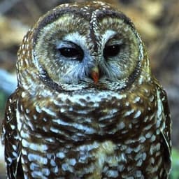 Сова-сказочница