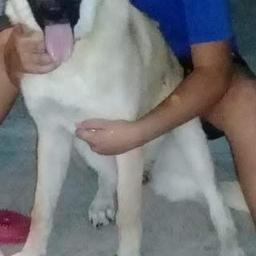 Moche